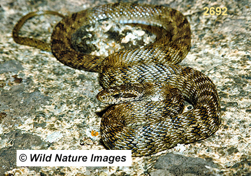 Steppe Rat Snake (Elaphe dione)